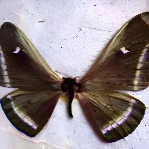 Figure: Moths are evolving to defy bats!