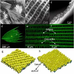 Figure: Porous structures found in moth wings are great sound absorbers.