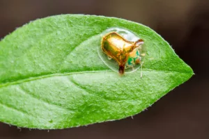 Tortoise bug, Aspidimorpha sanctaecrucis, Family - Chrysomelidae