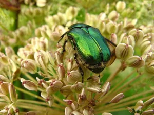 Rosenkaefer - Cetonia aurata - Shiny Beetles - by Galib