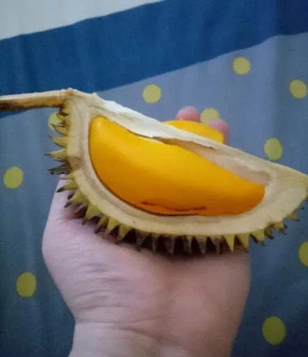 The Smelly King DURIAN