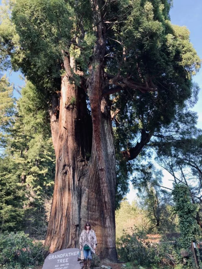 Located not far from the Avenue of the Giants, the “Grandfather Tree” is 265’ tall, 24’ in diameter, and believed to be approximately 1,800 years old.