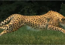 চিতাবাঘ কেন সবচে দ্রুতগামী প্রাণি? চিতাবাঘ কেন সবচে দ্রুতগামী প্রাণি