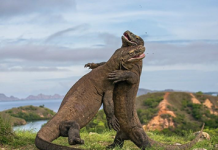 Komodo Dragon Komodo Dragon