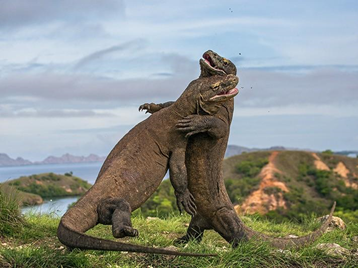 Komodo Dragon