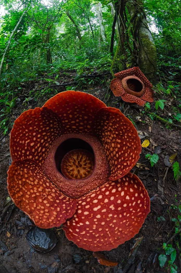 The Beautiful Corpse Flower