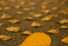 শোক কাটিয়ে আব্বা এখন একটা কবিতা